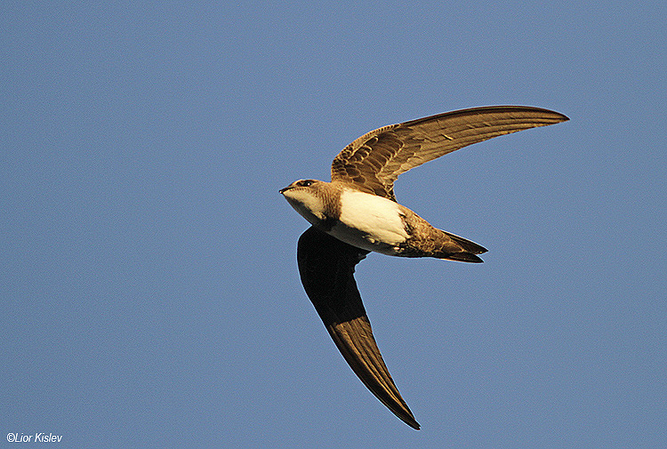 Alpine Swift, the Btecha,September 2014,Lior Kislev